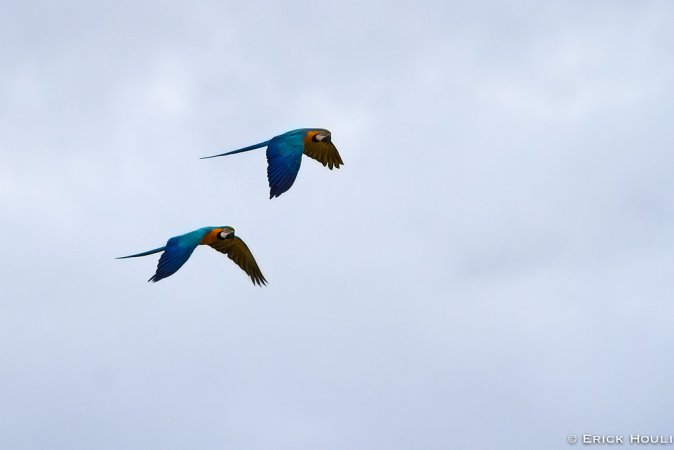 Photo (7): Blue-and-yellow Macaw
