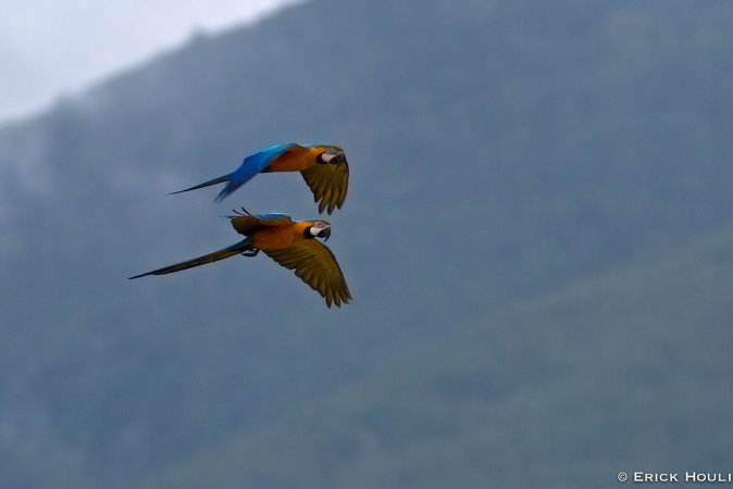 Photo (4): Blue-and-yellow Macaw
