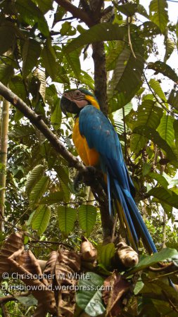 Photo (11): Blue-and-yellow Macaw