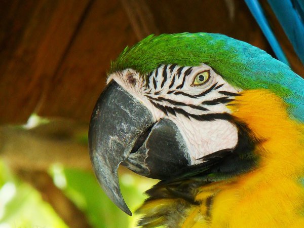 Photo (8): Blue-and-yellow Macaw