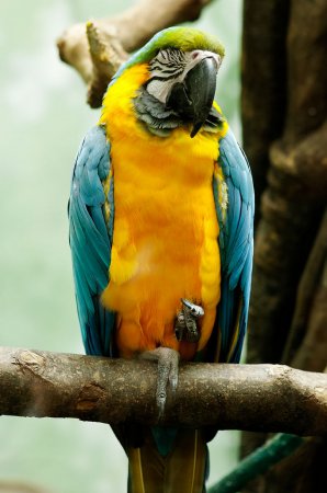 Photo (10): Blue-and-yellow Macaw