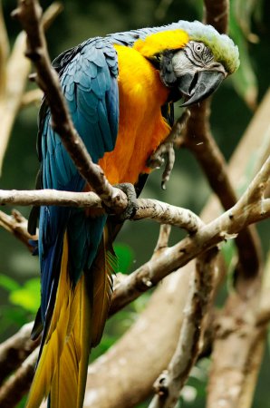 Photo (1): Blue-and-yellow Macaw