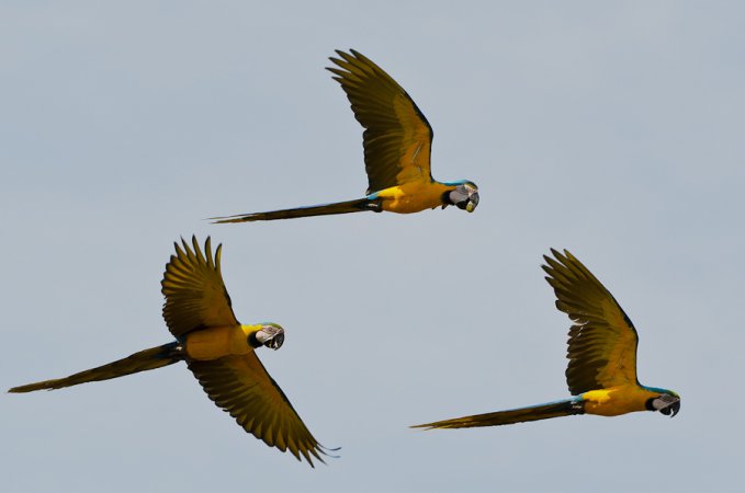 Photo (3): Blue-and-yellow Macaw