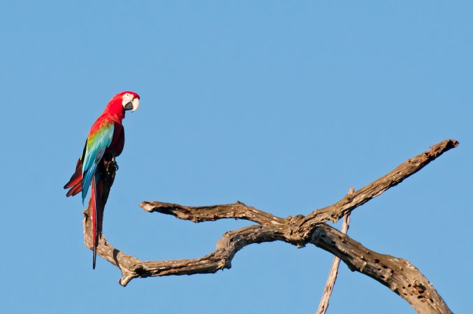 Photo (3): Red-and-green Macaw