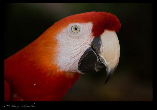 Photo (2): Red-and-green Macaw