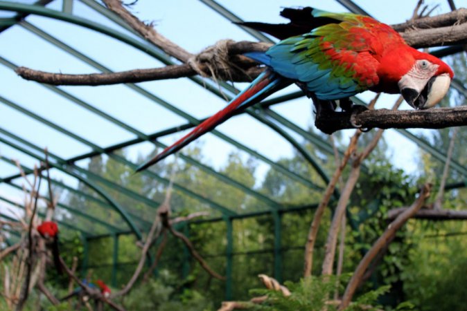 Photo (1): Red-and-green Macaw