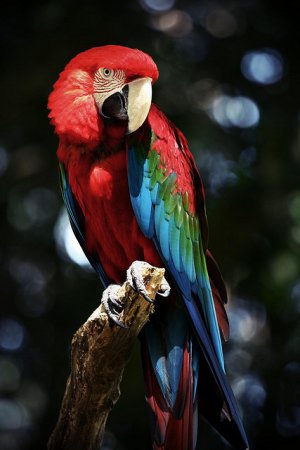Photo (4): Red-and-green Macaw