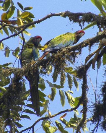 Photo (4): Military Macaw