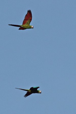 Photo (12): Chestnut-fronted Macaw