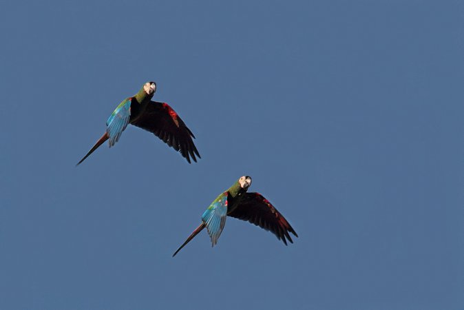 Photo (3): Chestnut-fronted Macaw