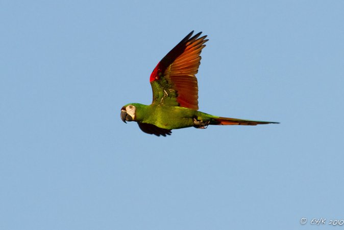 Photo (1): Chestnut-fronted Macaw