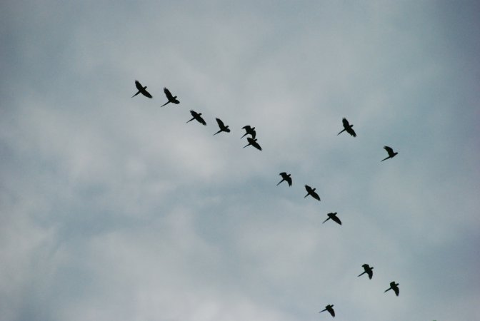Photo (10): Chestnut-fronted Macaw