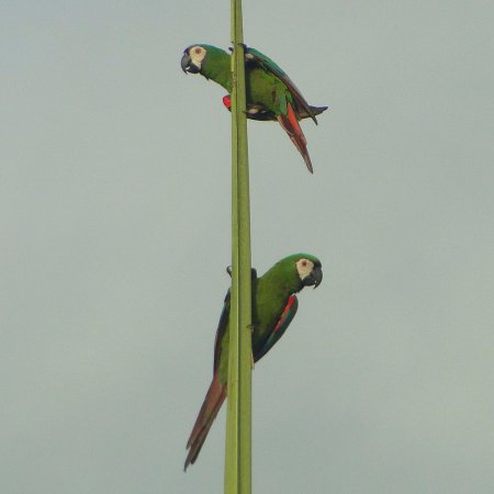Photo (6): Chestnut-fronted Macaw