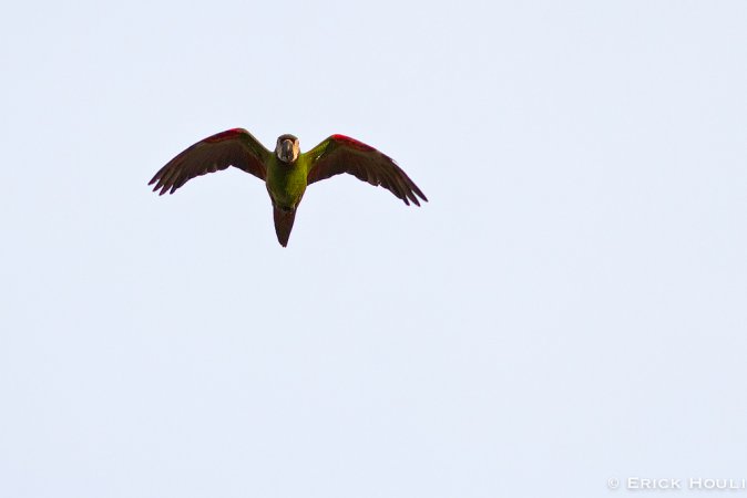 Photo (11): Chestnut-fronted Macaw