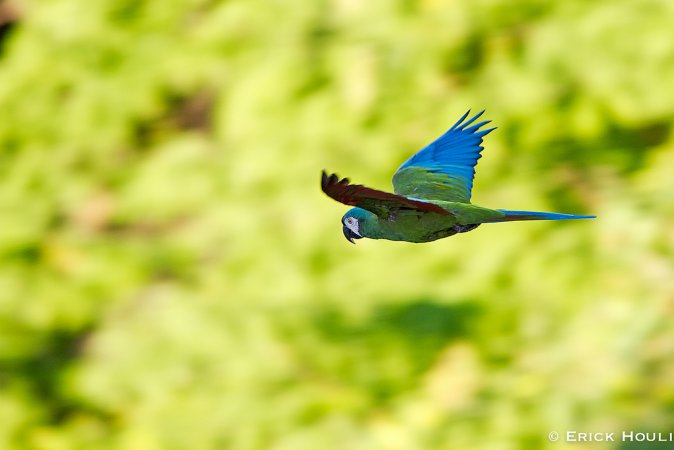Photo (8): Chestnut-fronted Macaw