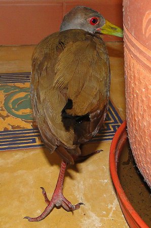 Photo (13): Gray-necked Wood-Rail