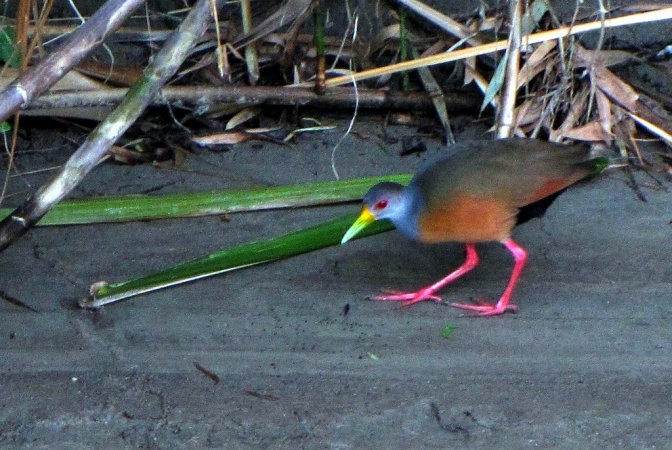 Photo (12): Gray-necked Wood-Rail