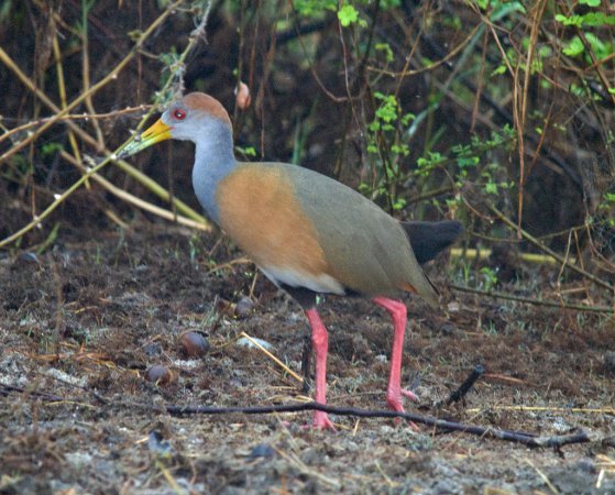 Photo (10): Gray-necked Wood-Rail