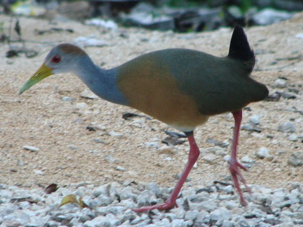 Photo (15): Gray-necked Wood-Rail