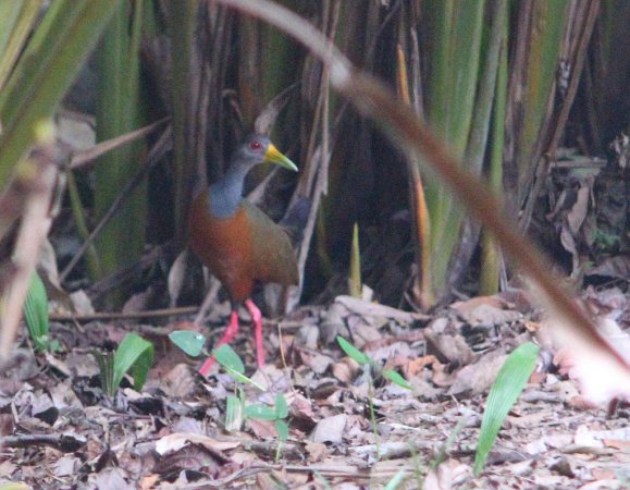 Photo (9): Gray-necked Wood-Rail