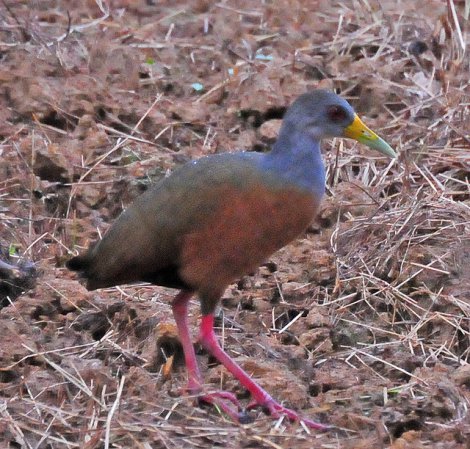 Photo (11): Gray-necked Wood-Rail