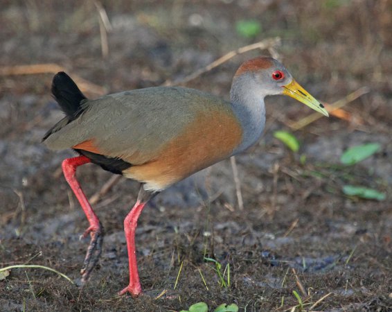 Photo (5): Gray-necked Wood-Rail