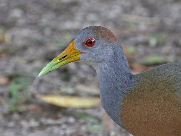 Photo (4): Gray-necked Wood-Rail