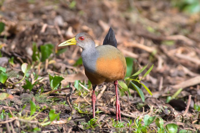 Photo (3): Gray-necked Wood-Rail