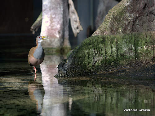 Photo (8): Gray-necked Wood-Rail
