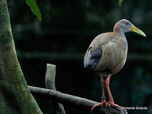 Photo (2): Gray-necked Wood-Rail