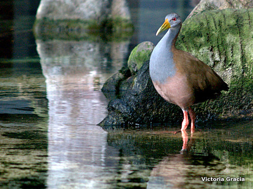 Photo (7): Gray-necked Wood-Rail