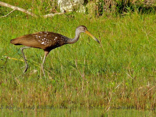 Photo (10): Limpkin