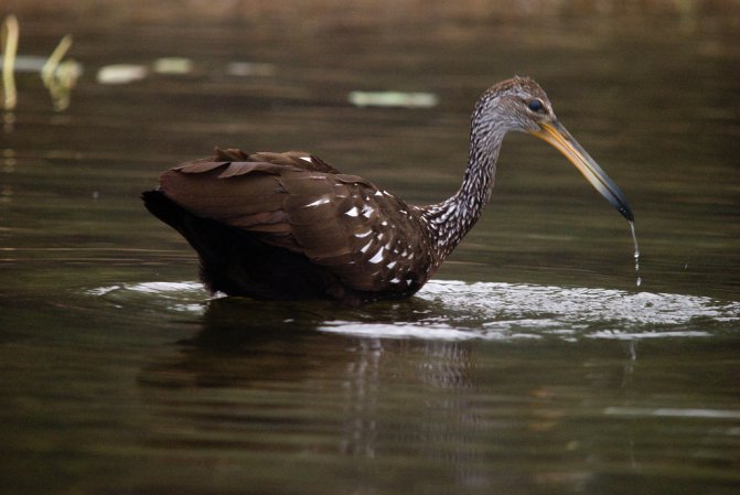 Photo (12): Limpkin