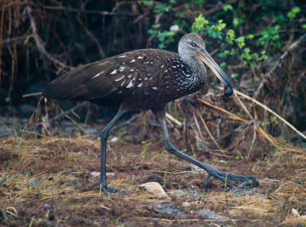 Photo (15): Limpkin