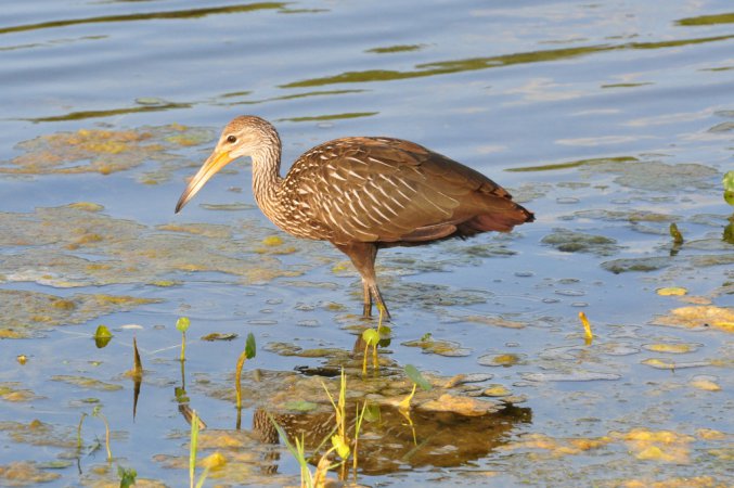 Photo (5): Limpkin