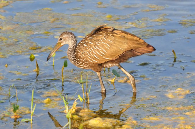 Photo (8): Limpkin