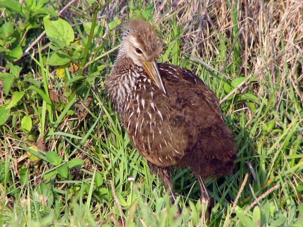 Photo (20): Limpkin