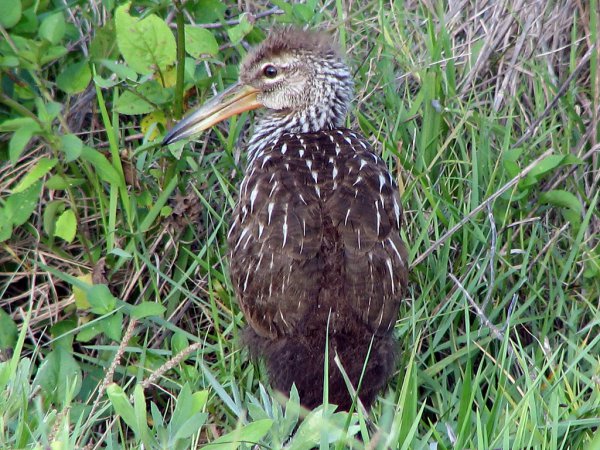 Photo (21): Limpkin