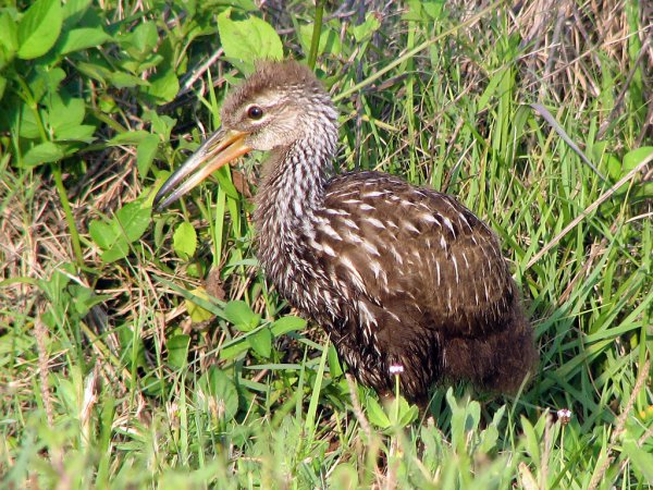 Photo (18): Limpkin