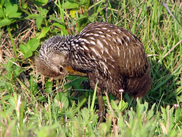 Photo (23): Limpkin