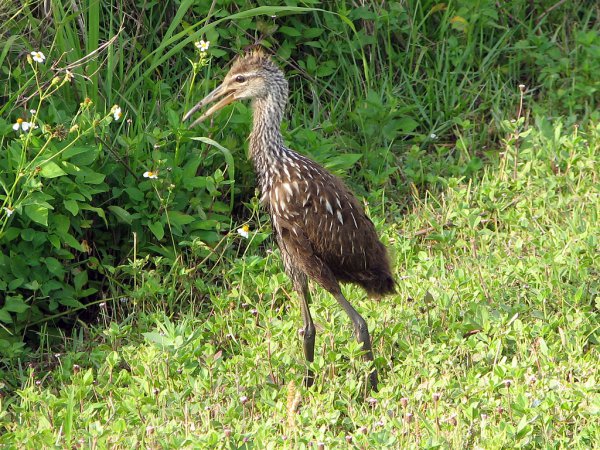 Photo (22): Limpkin