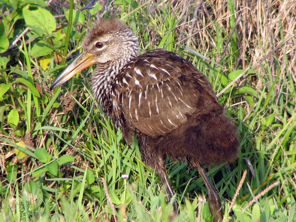 Photo (19): Limpkin