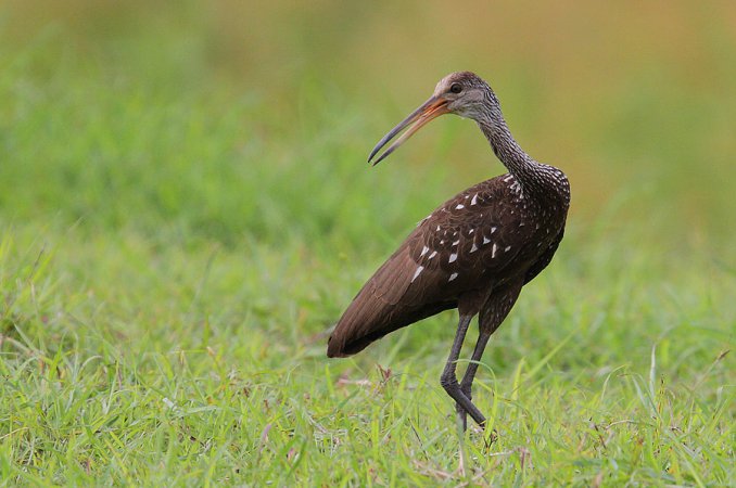 Photo (3): Limpkin
