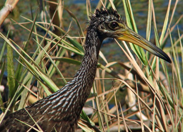 Photo (6): Limpkin