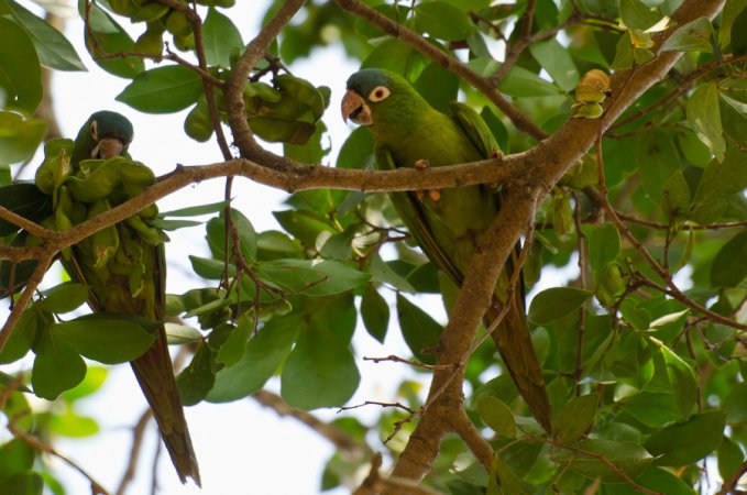Photo (1): Blue-crowned Parakeet