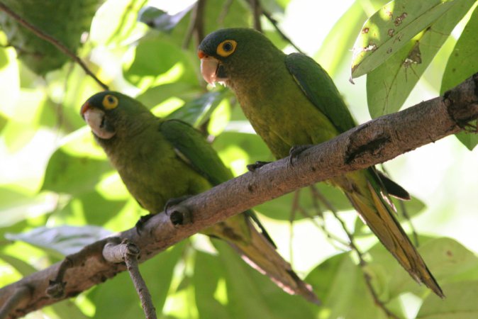 Photo (1): Orange-fronted Parakeet