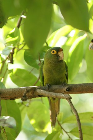 Photo (5): Orange-fronted Parakeet