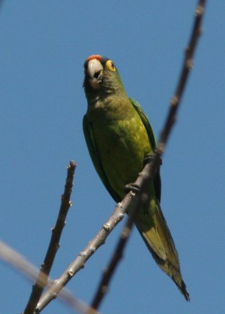 Photo (3): Orange-fronted Parakeet