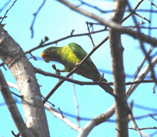 Photo (8): Orange-fronted Parakeet