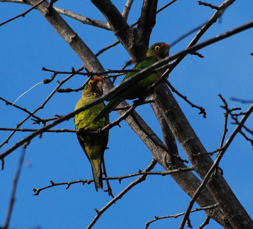 Photo (2): Orange-fronted Parakeet